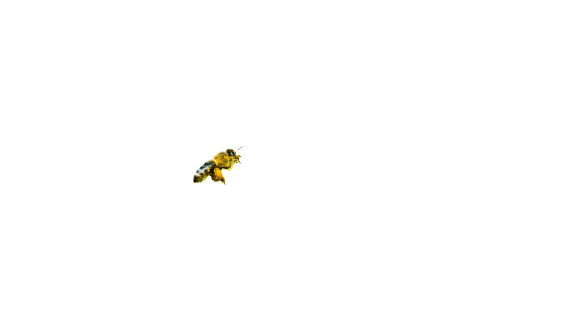 Bee over flowering tree