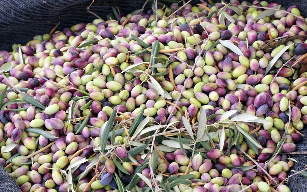 Fresh olives on the branch