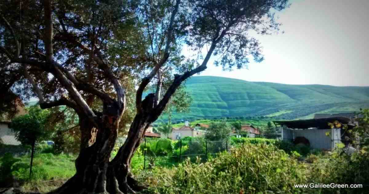 Ancient olive tree in Yavne'el, Israel
